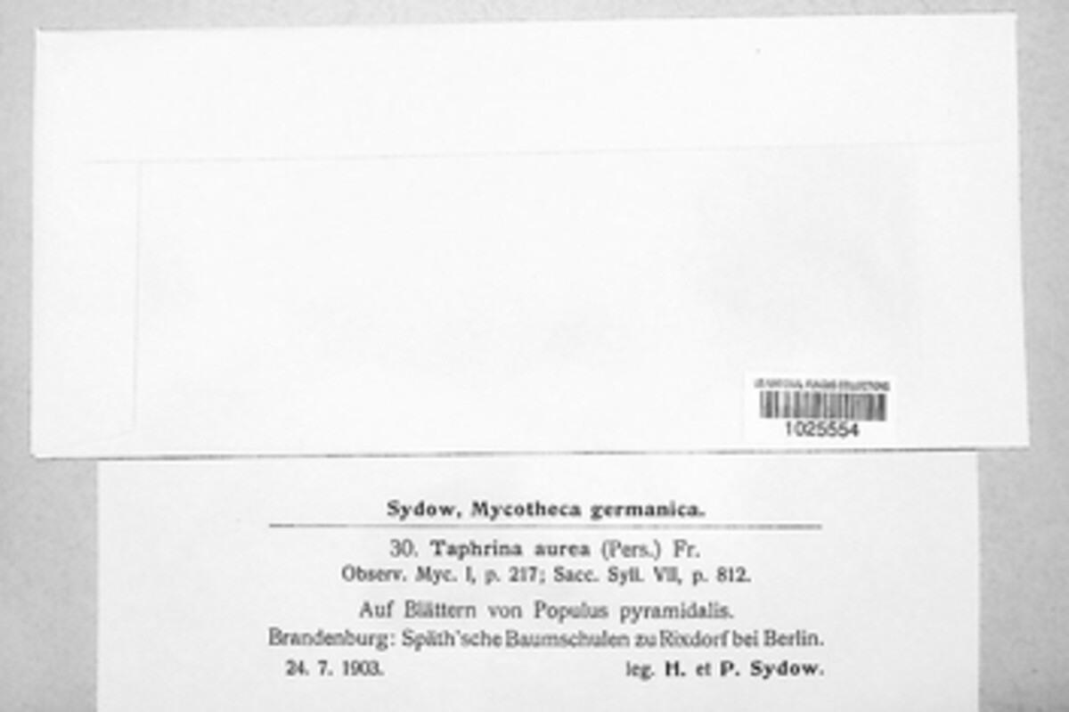 Taphrina populina image